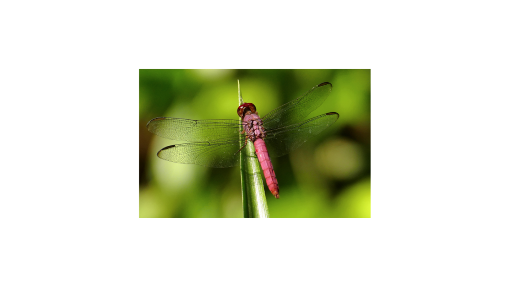 Macro photography