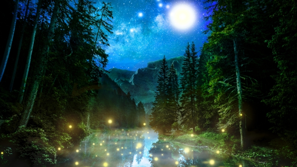 Forest Photography