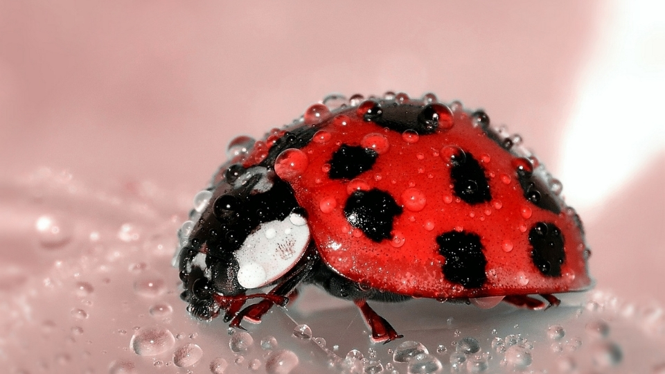 Macro photography Lighting