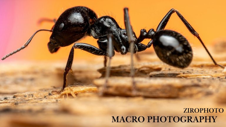 Macro Photography by Zirophoto